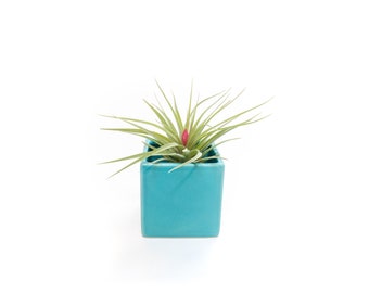 Sky Blue Cube Container with Large Custom Air Plant - Fast FREE Shipping - 30 Day Guarantee - Air Plant Holder - Geometric