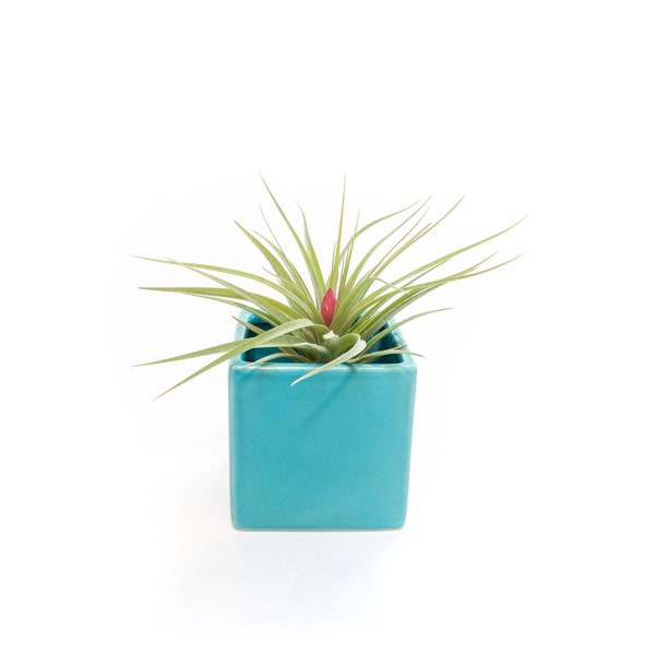 Sky Blue Cube Container with Large Custom Air Plant - Fast FREE Shipping - 30 Day Guarantee - Air Plant Holder - Geometric