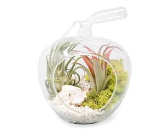 Apple Terrarium with Pebble Kit and Tillandsia Air Plants - FREE SHIPPING - Large Air Plant Terrarium