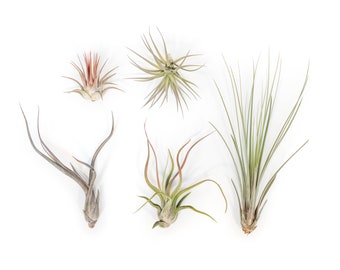 5 Pack - Air Plant - The Yucatan Collection - Set of 5 Air Plants - Fast FREE Shipping - 30 Day Guarantee - Air Plants for Sale