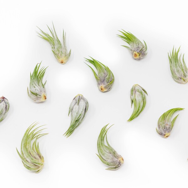 12 Air Plants Wholesale - Ionantha Scaposa (Kolbii) - Set of 12 Air Plants - Fast FREE Shipping - 30 Day Guarantee - Air Plants Bulk