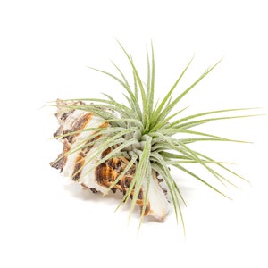 Ionantha Air Plant Container Longspine Murex Shell with Air Plant Fast FREE Shipping 30 Day Guarantee Air Plant Display Holder image 1