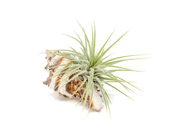 Ionantha Air Plant Container - Longspine Murex Shell with Air Plant - Fast FREE Shipping - 30 Day Guarantee - Air Plant Display Holder