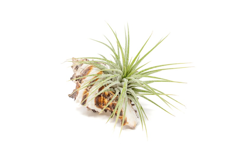 Ionantha Air Plant Container Longspine Murex Shell with Air Plant Fast FREE Shipping 30 Day Guarantee Air Plant Display Holder image 1
