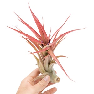May include: A vibrant air plant with long, slender, red-tipped leaves. The plant's base is a pale green color, and it is held against a white background. This unique plant adds a touch of natural beauty to any space.