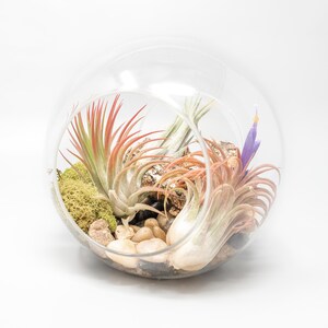 K&ouml;nnte beinhalten: Ein Glaskugel-Terrarium mit verschiedenen Luftpflanzen, darunter eine rosa-gr&uuml;ne Luftpflanze, eine wei&szlig;e Luftpflanze und eine violette Luftpflanze. Das Terrarium enth&auml;lt auch Moos, kleine Steine und ein St&uuml;ck Treibholz.