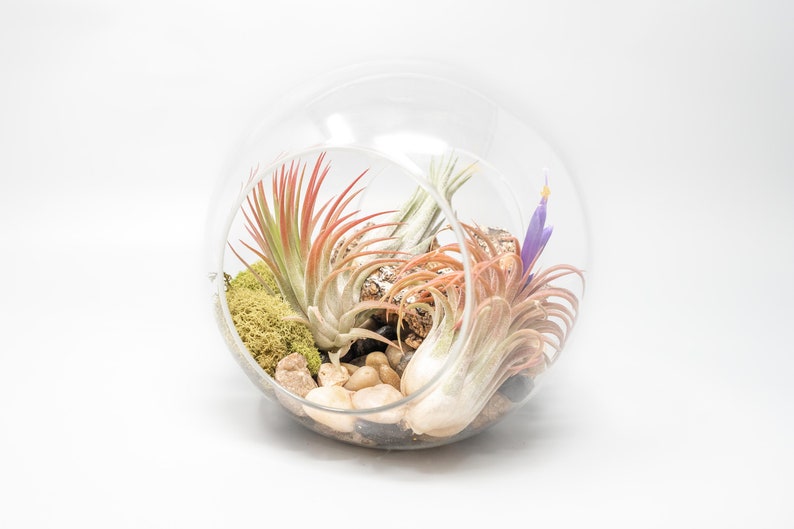 K&ouml;nnte beinhalten: Ein Glaskugel-Terrarium mit verschiedenen Luftpflanzen, darunter eine rosa-gr&uuml;ne Luftpflanze, eine wei&szlig;e Luftpflanze und eine violette Luftpflanze. Das Terrarium enth&auml;lt auch Moos, kleine Steine und ein St&uuml;ck Treibholz.