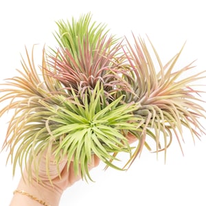 5 Pack - Air Plant - XL Ionantha Rubra - Set of 5 - Fast FREE Shipping - 30 Day Guarantee - Air Plants for Sale