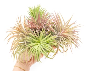 bonsai ponytail palm Ponytail Palm Bonsai Tree – Moon Water Apothecary