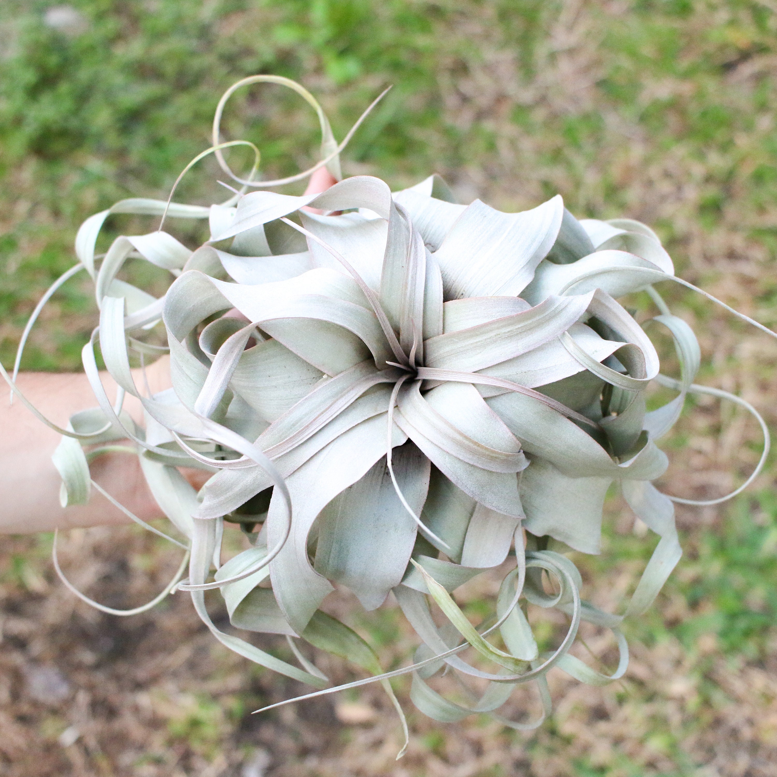 Xerographica Air Plant [Multiple Sizes] - Fast FREE Shipping - 30 Day…
