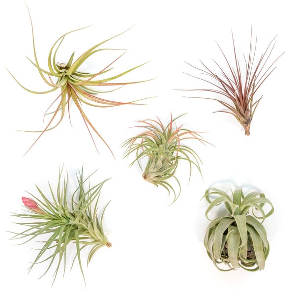 Air Plant Etsy