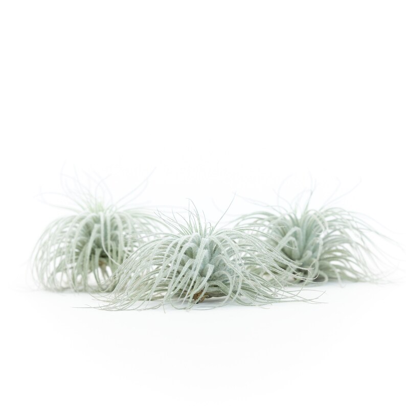 Tillandsia Tectorum Ecuador Air Plants - Thumbnail 2
