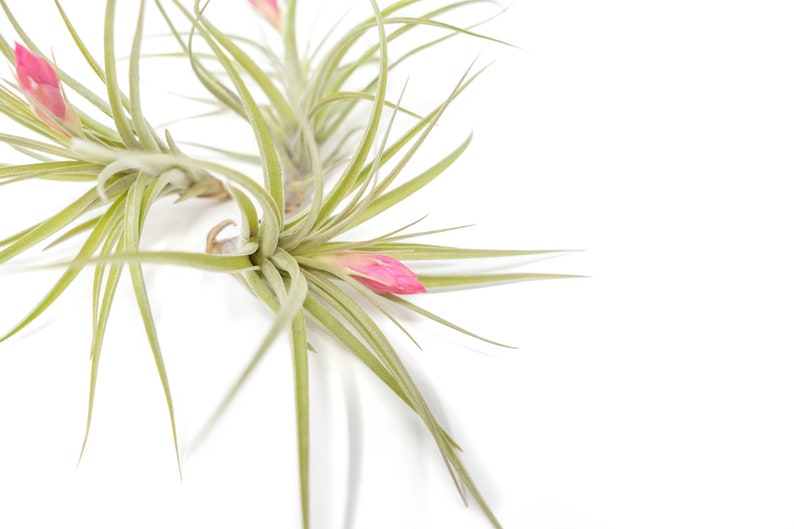 Air Plant Sticta Softleaf Fast FREE Shipping 30 Day Guarantee Air Plants for Sale image 2