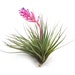 Air Plant - Sticta Softleaf - Fast FREE Shipping - 30 Day Guarantee - Air Plants for Sale 