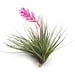 Air Plant - Sticta Softleaf - Fast FREE Shipping - 30 Day Guarantee - Air Plants for Sale 