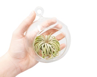 12 Minimalist Glass Terrariums with Tillandsia Air Plants - Bulk Price - 30 Day Guarantee - Fast FREE Shipping