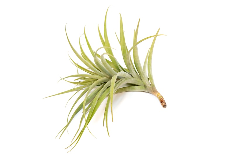 Tillandsia Latifolia Air Plant