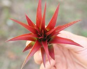 5 Red Air Plants - Red Abdita Air Plant - Set of 5 Tillandsia - Fast FREE Shipping - 30 Day Guarantee - Air Plants Bulk