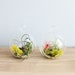 Hanging Air Plant Terrarium - Set of 2 Stunning Terrariums with 3 Air Plants - Fast FREE Shipping - 30 Day Guarantee - Air Plants for Sale 