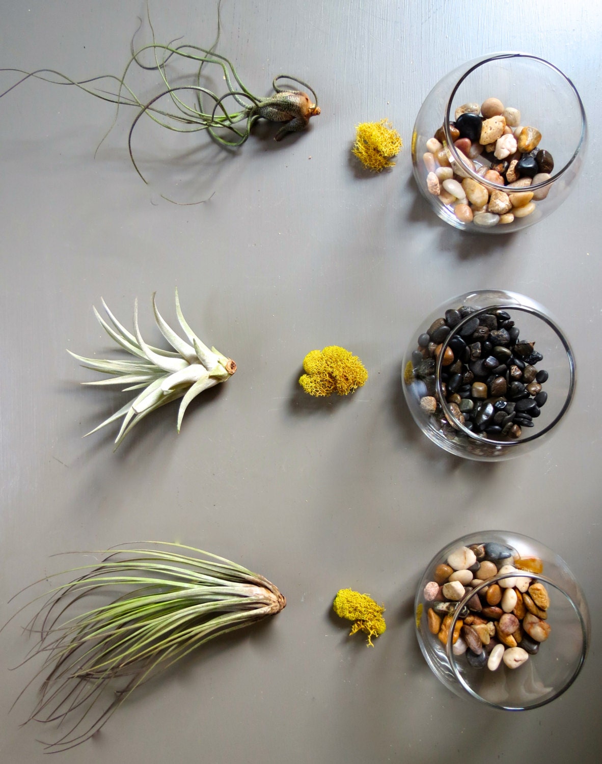 12 Bubble Terrariums Air Plants in Glass Terrariums Bulk / Etsy
