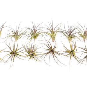 12 Air Plants Wholesale - Tenuifolia Air Plant - Set of 12 Air Plants - Fast FREE Shipping - 30 Day Guarantee - Air Plants Bulk