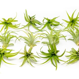 May include: A collection of air plants with vibrant green leaves and a spiky, star-like appearance. The plants are arranged on a white background, showcasing their unique shapes and textures. These plants are a popular choice for home decor.