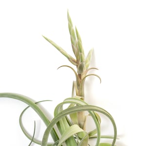 May include: An air plant, featuring long, curling green leaves and a central stem with budding flower stalks, is set against a white background. The plant's natural form and texture are highlighted in this close-up shot.