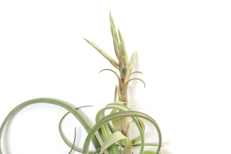 May include: An air plant, featuring long, curling green leaves and a central stem with budding flower stalks, is set against a white background. The plant's natural form and texture are highlighted in this close-up shot.