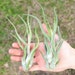 5 Pack -  Air Plants - Large Caput Medusae Air Plants - 6 to 8 Inch Plants - Fast FREE Shipping - 30 Day Guarantee - Air Plants for Sale 