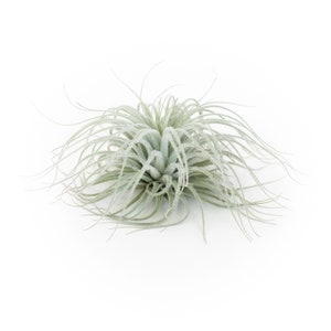 Air Plant - Tillandsia Tectorum Ecuador Multiple Sizes - Fast FREE Shipping - 30 Day Guarantee - Air Plants for Sale