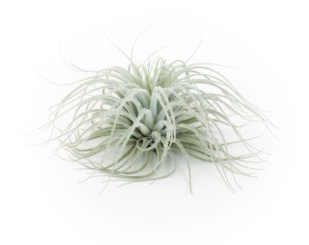 Tillandsia Tectorum Ecuador Air Plants - Multiple Sizes - Fast FREE Shipping - 30 Day Guarantee