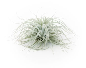 Air Plant - Tillandsia Tectorum Ecuador Multiple Sizes - Fast FREE Shipping - 30 Day Guarantee - Air Plants for Sale