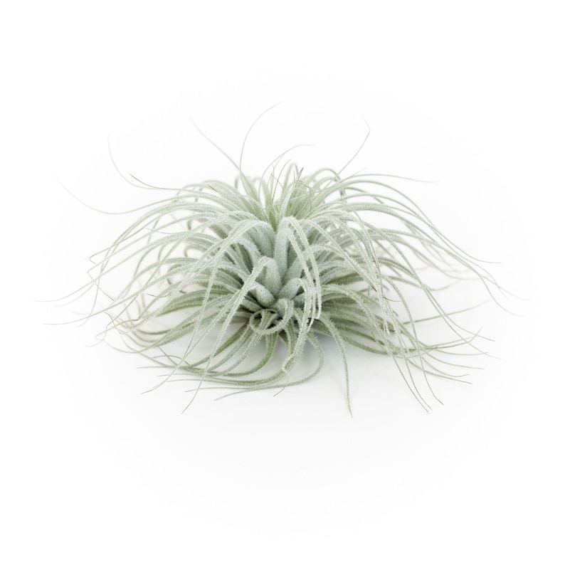 Tillandsia Tectorum Ecuador Air Plants