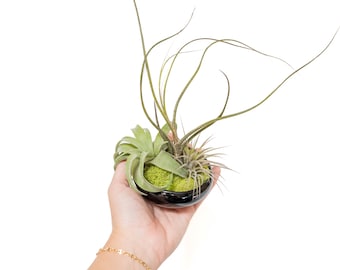 Fully Assembled Tillandsia Air Plant Dish Garden in Black Glazed Container - FREE SHIPPING - Air Plant Display