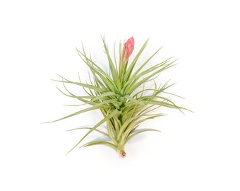 Air Plant - Tillandsia Sticta Magnificent Soft leaf - Fast FREE Shipping - 30 Day Guarantee - Air Plants for Sale