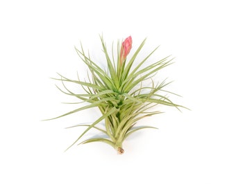 Tillandsia Sticta Magnificent Soft leaf Air Plant - Fast FREE Shipping - 30 Day Guarantee