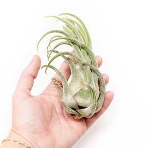5 Pack Large Tillandsia Seleriana Air Plants - 7 to 9 Inches - Fast FREE Shipping - 30 Day Guarantee