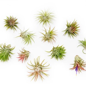 Packs of 25, 50, 75, or 100 - Air Plants Wholesale - Ionantha Rubra - Fast FREE Shipping - 30 Day Guarantee - Air Plants Bulk