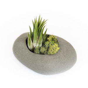 Gray Ceramic Stone Air Plant Holder with Assorted Tillandsia Air Plant + Care Instructions - Gift - FREE SHIPPING