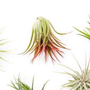 May include: Five air plants of different varieties, including a pink and green air plant, a green air plant, and three gray air plants, are arranged on a white background.