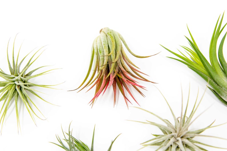 May include: Five air plants of different varieties, including a pink and green air plant, a green air plant, and three gray air plants, are arranged on a white background.