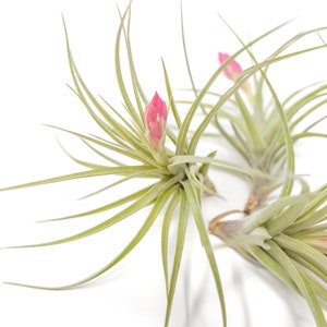 Air Plant Sticta Softleaf Fast FREE Shipping 30 Day Guarantee Air Plants for Sale image 3