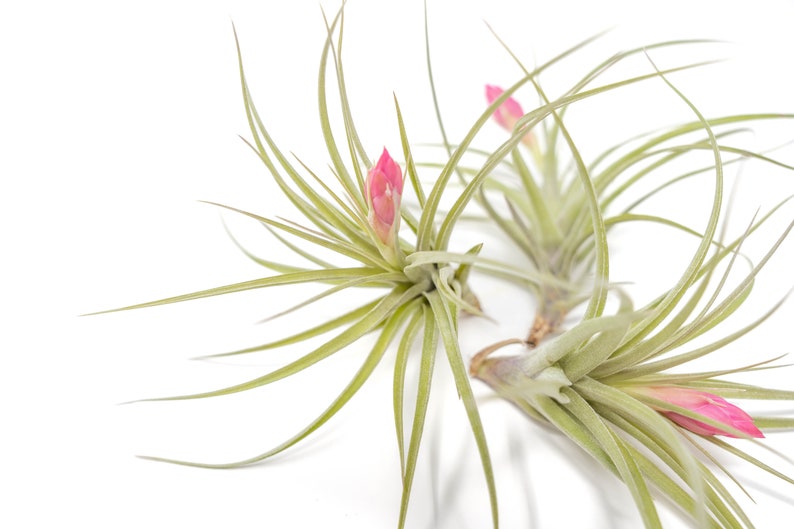 Air Plant Sticta Softleaf Fast FREE Shipping 30 Day Guarantee Air Plants for Sale image 3