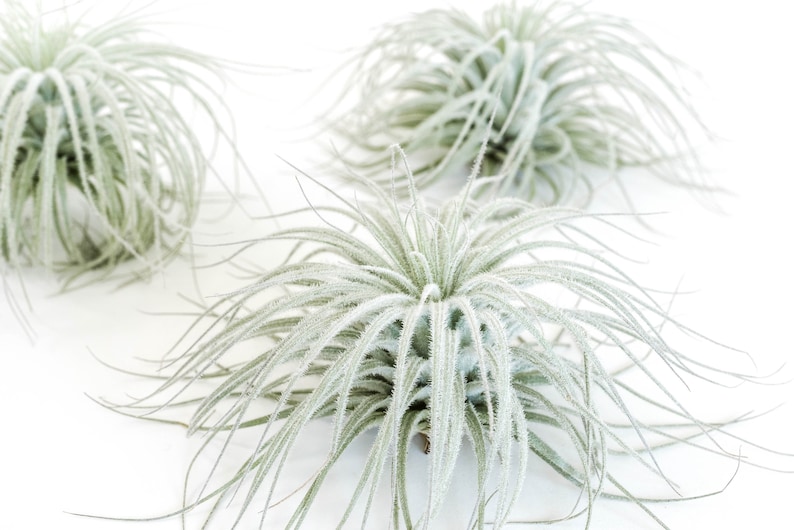 Tillandsia Tectorum Ecuador Air Plants - Thumbnail 3