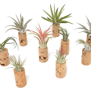 May include: A collection of nine air plants in cork pots. The plants are various shades of green and pink. The cork pots are all different sizes and shapes.