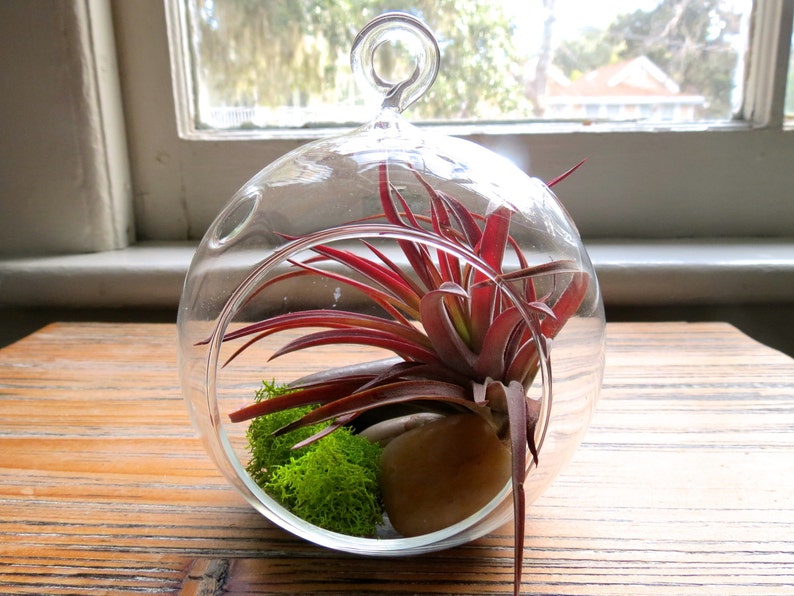 Hanging Air Plant Terrariums Set of 3 Stunning Glass Etsy