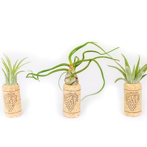 Trio of Wine Cork Magnets with Ionantha Air Plants - Fast FREE Shipping - 30 Day Guarantee - Sets of 3, 6, or 9 - Air Plant Display Holder