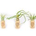 Trio of Wine Cork Magnets with Ionantha Air Plants - Fast FREE Shipping - 30 Day Guarantee - Sets of 3, 6, or 9 - Air Plant Display Holder 