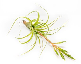 Air Plant - Tillandsia Roland Gosselini -  Fast FREE Shipping - 30 Day Guarantee - Air Plants for Sale - Rare Air Plant