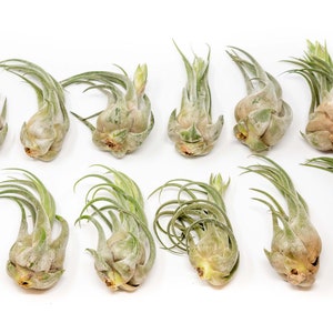 12 Air Plants Wholesale - Large Seleriana Air Plants - Set of 12 Air Plants - Fast FREE Shipping - 30 Day Guarantee - Air Plants Bulk